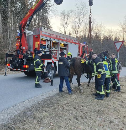 Feuerwehr hilft Pferd in Nöten