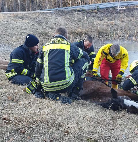 Feuerwehr hilft Pferd in Nöten