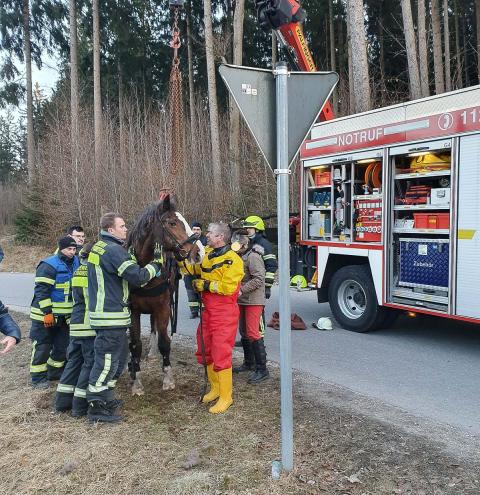 Feuerwehr hilft Pferd in Nöten